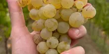 Cantina Mauro Veglio debutta nei vini bianchi con un Timorasso