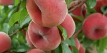 Nell&rsquo;aretino nuovo mercato agricolo e centro studi Distretti Cibo