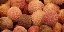 Gruppo Orsero selezionato per gestine export Litchi Madagascar