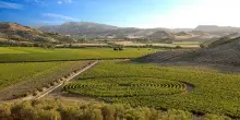 Vino, allo studio la biodiversit&agrave; nei vigneti Rosaneti di Librandi