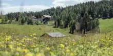 &rdquo;Malghe in Fiore&rdquo;: da 16 maggio a 6 giugno escursioni in Val Pusteria