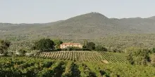 Con l&rsquo;annata 2024 il &ldquo;Grattamacco Bianco&rdquo; compie 40 anni a Bolgheri