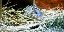 Australia, i bandicoot tornano in natura dopo l&rsquo;estinzione