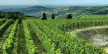 Tedeschi rinnova immagine di tre vini simbolo della sua Valpolicella