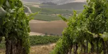 Cantina Centopassi lancia la seconda annata del rosato &ldquo;Tuttovaben&rdquo;