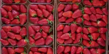 Prezzi in calo del 7,8% per agretti, fragole regine mercato