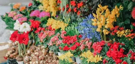 Calendarizzato in Cdm decreto attuativo legge delega florovivaismo