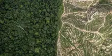 Deforestazione, Wwf: Ue mantiene in vita ma indebolisce l&rsquo;Eudr