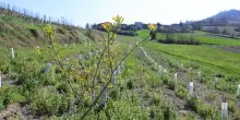 Nasce l&rsquo;Oasi della Biodiversit&agrave; di Pavia, progetto di 3Bee