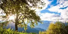 Sidro Maley: dai meleti storici delle Alpi torna il low alcol naturale