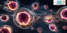 Ricerca, ENEA, nuova strategia sulle cellule staminali