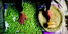 Nasce Efoi, la federazione europea delle olive da tavola