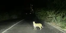 Pericoloso felino africano trovato in un parco di Garbagnate Milanese