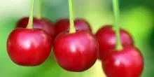 Ciliegia Vignola Igp: produzione 2026 a 40-50mila quintali