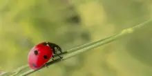 Agricoltura, da E-R 200mila euro in 2026 per i distretti biologici