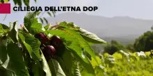 Csqa nuovo ente di certificazione della ciliegia dell&rsquo;Etna Dop