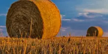 Coldiretti Puglia: con campagne raccolto cresce bisogno manodopera
