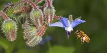Wwf: Uomini ed Api insieme per dare futuro alla biodiversit&agrave;
