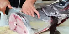 Coldiretti: bene il via libera al Trapline per pesca pesce spada