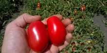 Per il pomodoro da industria diserbo di precisione e uso Ia
