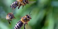Vino, Tasca: le api sono bioindicatori della salute dei vigneti