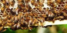 Coldiretti: impollinazione nei campi vale 3 mld, difendere le api