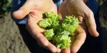 Carlsberg aggiorna piano Esg: zero emissioni al 2040 e pi&ugrave; birre low alcol