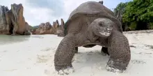 Ambiente, alle Seychelles la Giornata mondiale delle tartarughe