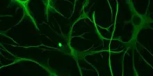 Il cervello oltre i neuroni: astrociti influenzano memoria e attenzione