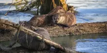 Wwf, Giornata mondiale della lontra, mantenere e recuperare il suo habitat