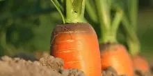 Carota Ispica Igp, cresce domanda ma rese ridotte per clima