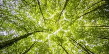 Rapporto Etifor: &ldquo;Filiere italiane mettono a rischio le foreste&rdquo;