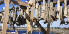 &rdquo;Festa del Bacal&agrave; alla Vicentina&rdquo;: Sandrigo racconta filiera stoccafisso