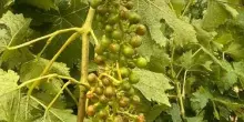 Violenta grandinata in Monferrato, danni a colture e serre