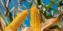 Farine mais, in Italia riduzione semine 10-15% e calo rese 15-20%