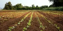 Caporalato, Coldiretti: braccianti uccisi orrore intollerabile