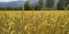 Fao: produzione e commercio mondiale cereali in calo in 2026-27