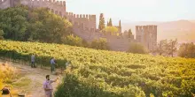 Vino, Consorzio: al via seconda fase del &ldquo;Progetto Identit&agrave; Soave&rdquo;