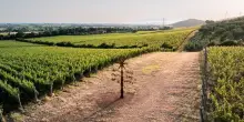 Vino, HyperMaremma porta da Monteverro &ldquo;L&rsquo;Albero della Maremma&rdquo;