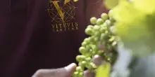 Vitevis punta su droni e AI per una viticoltura pi&ugrave; precisa