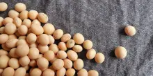 Mercato al dettaglio plant-based in Italia cresce a 669 mln,+4,5%