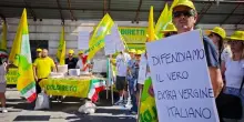 Coldiretti: prezzo olio -50% in un anno, i conti non tornano