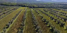 Vino, Poggio Al Tesoro affida gli Usa a Prestige Beverage Group