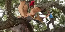Amorim avvia in Portogallo la decortica e rilancia su tappo in sughero