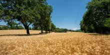 Coldiretti: Comm. Confcooperative in Cun grano duro va escluso
