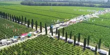 A &ldquo;Enovitis in campo 2026&rdquo; premi a robot e difesa sostenibile