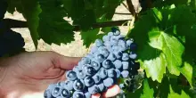 Cirio: Piemonte unica regione che cresce in export vino