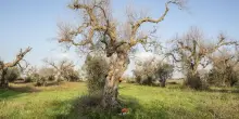 Dopo la Xylella Vaia rid&agrave; vita al legno degli ulivi pugliesi con Olive Matter