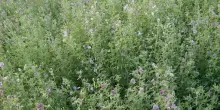 In Veneto al via al progetto In.E.R.BIO per praterie naturali