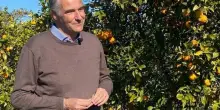 Arancia Sicilia Igp, al via campagna adesione nuovo disciplinare